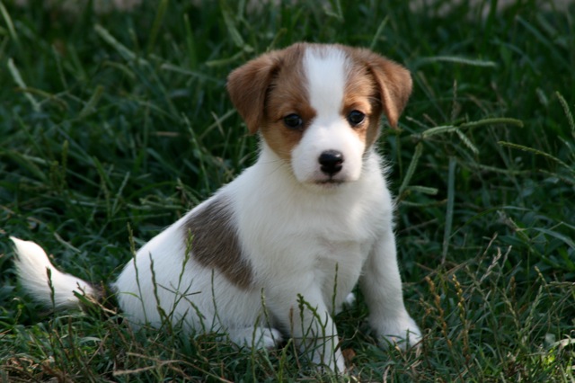 Image result for jack russell terrier puppies